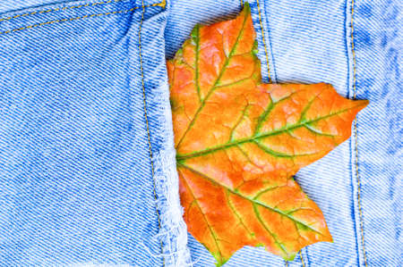 Close up maple leaf in jean pocket. Fashionable denim in autumn concept. Macro. Flat lay. Top view.の写真素材