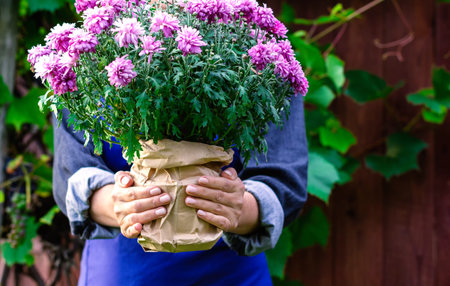 A woman gardener holds a pink blooming chrysanthemum in her hands. Transplanting plants and flowers....