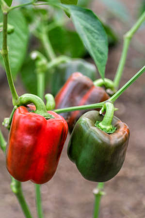 Growing sweet peppers in a greenhouse. Green and red peppers. Agriculture, organic farming. Close up. Vertical crop.の写真素材