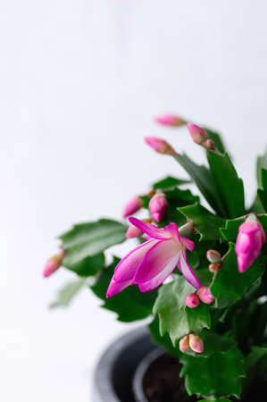 Pink Schlumbergera, Christmas cactus or Thanksgiving cactus on white background. Vertical crop. Close-up.の写真素材