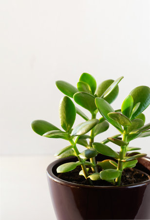 Houseplant Crassula ovata in a ceramic pot. Money Tree plant for home. Indoor plant. Vertical crop. Copy space.の写真素材
