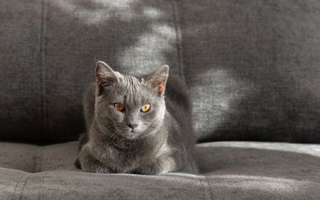 Young scottish straight cat sits on the gray couch.の写真素材