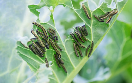 The caterpillars of the cabbage butterfly larvae eat the leaves of the white cabbage. Pests in garden plots. Selective focus. Close up.の写真素材