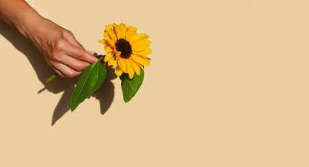 One sunflower flower in a female hand on a beige pastel background. Minimal concept. Copy space. Close up.の写真素材