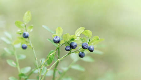 Ripe blueberry berries and green leaves on a branch in a forest glade, close up. Selective focus. Close up. Copy space.の写真素材