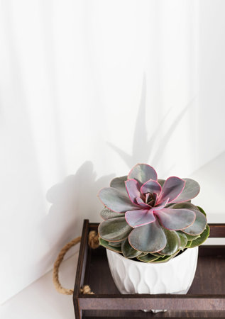 Succulent plant. Close up of Echeveria imbricata, Blue Rose Echeveria, growing in a white pot a light background. Vertical crop.の写真素材