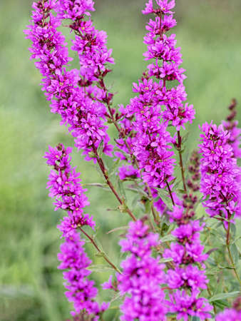 Purple flowers of Lythrum salicaria on a natural background. Yellow wildflowers. Close up. Vertical crop.の写真素材