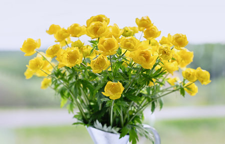 Trollius europaeus in a vase. Yellow wildflowers, Globe flower closely related to Ranunculus. Close...