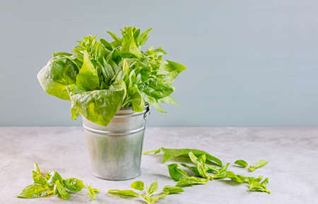 Green spinach leaves in a small metal bucket. Healthy vegan food concept. Close up.の写真素材