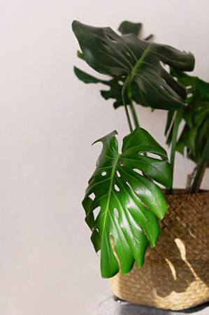 Beautiful monstera plant for home decoration. Tropical plants in indoor floriculture. Close up. Vertical crop.の写真素材
