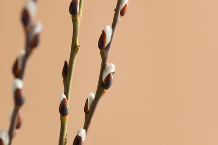 Easter branch of willow on a beige background. Willow branches and buds. Spring background. Copy...