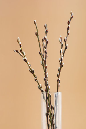 Easter branch of willow on a beige background. Willow branches and buds. Spring background. Vertical...