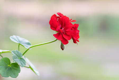 Red geranium flowers in summer garden. Red Pelargonium close up. Blooming indoor plants.の写真素材