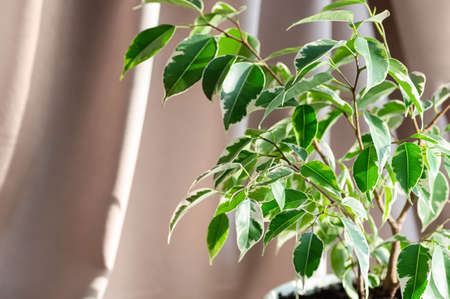Indoor plant ficus benjamin on a beige textile background. Close-up. selective focus. Copy space.の写真素材