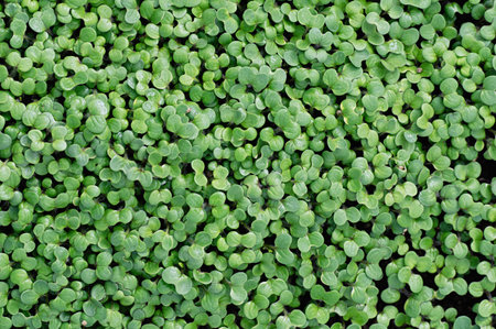 Growing mustard microgreens for a healthy lifestyle. Sprouted Mustard seeds close up. Top view.