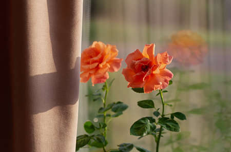 Growing roses indoors. Blooming rose in a flowerpot on the windowsill. Floribunda Rose Easy Does it. Selective focus.の写真素材