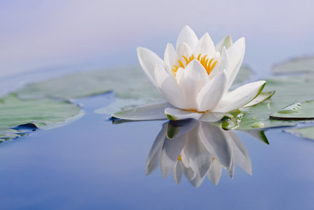 Beautiful flower of a white water lily and reflection on the water surface. Nymphaea alba of the water Lily family Nymphaeaceae. Copy space.の写真素材