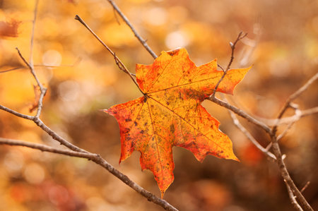 One bright orange maple leaf on bare autumn branches. Beautiful autumn background. Close-up. Copy...
