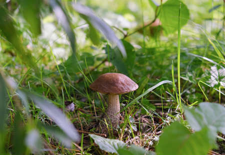 One wild boletus mushroom on a background of green grass. Selective focus. Close-up.の写真素材