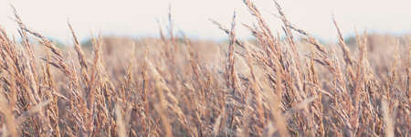 Field of dry brown grass on light natural background. Banner size.の写真素材