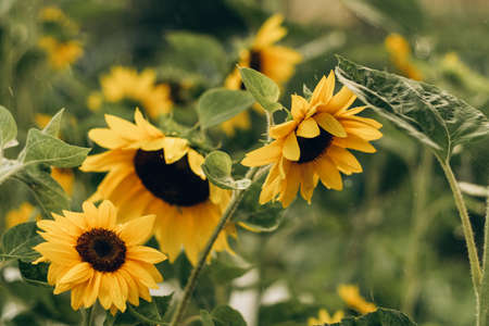 Blooming sunflowers in the summer rain. Concept naturecore and cottagecore. Close-up.の写真素材