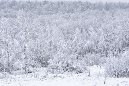 Winter landscape. Snow is falling in the forest. Snow covered trees. Winter trees.の写真素材