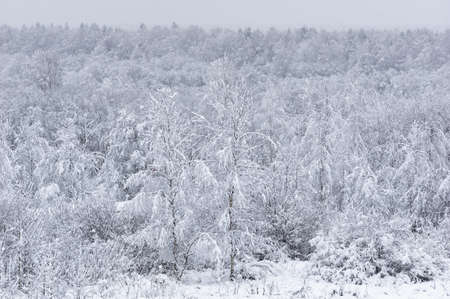 Winter landscape. Snow is falling in the forest. Snow covered trees. Winter trees.の写真素材