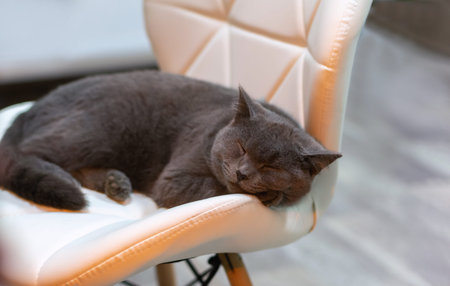 A young gray British cat is sleeping on a white leather armchair. Home comfort concept. Close up.