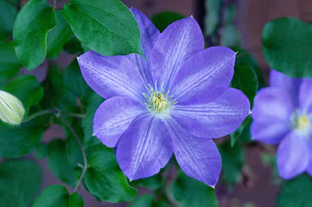 Large blue clematis flower. Ornamental plant with blue flowers in the garden. Color of the year 2022 Very Peri. Close up.の写真素材