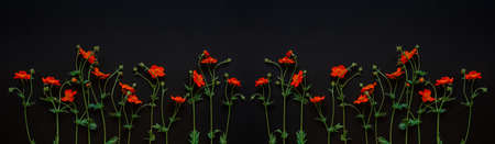 Red flowers of Geum coccineum in black background. Dark floral background, banner. Copy space. Flat lay.の写真素材