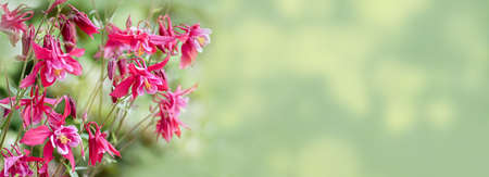 Blooming aquilegia formosa, crimson columbine, on a green background. beautiful flower banner. selective focus. copyspace.の写真素材