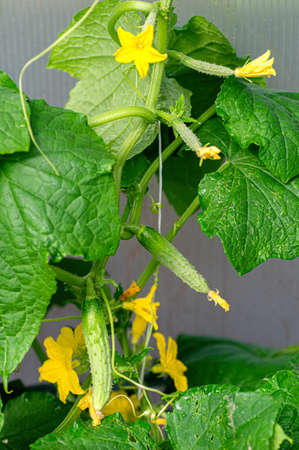 Young cucumbers on a branch in a greenhouse. The growth and flowering of greenhouse cucumbers. Growing organic food products. vertical crop.の写真素材