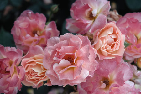 moody flowers. Pink garden roses on a dark background. Blur and selective focus. close-up.