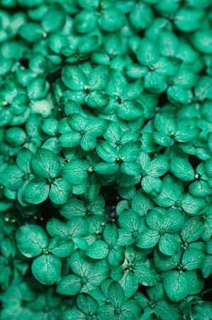 Green abstract floral background. close-up. vertical crop.の写真素材