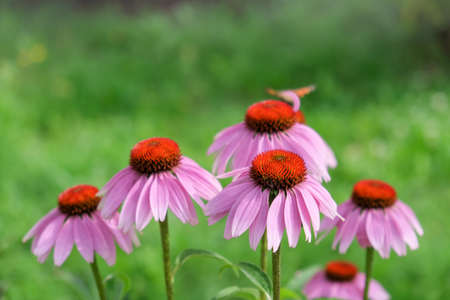 Echinacea purpurea, flowering medicinal plant, rudbeckia. Close-up copy spaceの写真素材