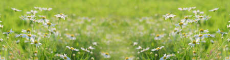 Beautiful chamomile flowers in meadow. Spring or summer nature scene. soft focus. floral banner.の写真素材
