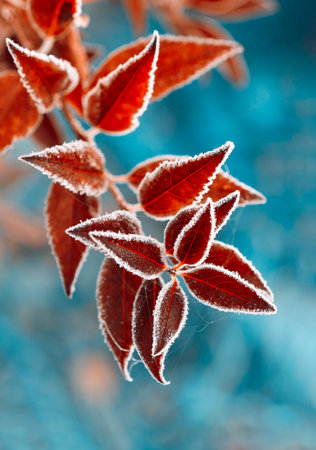 Frozen Forsythia with red leaves The first frosts, frost and hoarfrost. early winter. Blurred background. vertical crop. close up.の写真素材