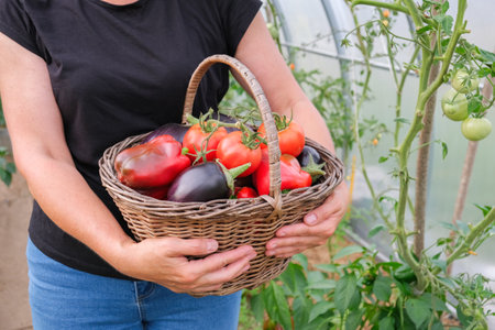 A female farmer holds a wicker basket with a harvest of organic vegetables in her hands. Tomatoes, peppers and eggplants are grown in a greenhouse.の写真素材