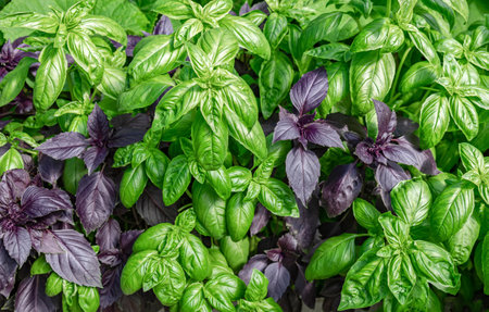 Close up of purple and green basil growing in a greenhouse, top view. The concept of organic farming.の写真素材
