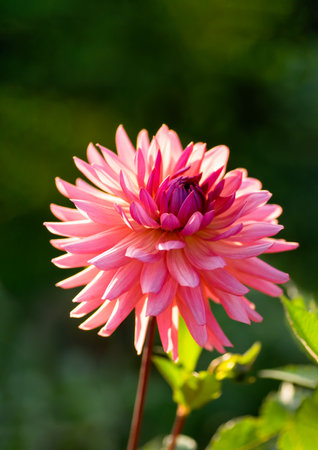 One beautiful pink dahlia close-up. Vertical crop.の写真素材