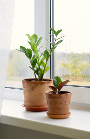 Indoor plants Zamioculcus and Ficus elastica. Autumn background with raindrops on the window. Copy space. Close up. Vertical crop.の写真素材