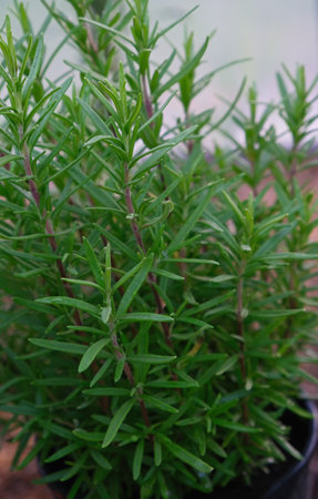Young rosemary plant in herb farm garden. Vertical crop. Closeup.の写真素材