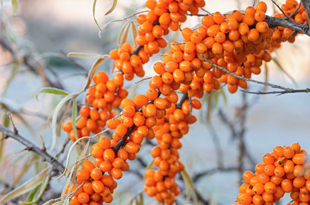 The orange berries of ripe sea buckthorn are covered with frost. Closeup.