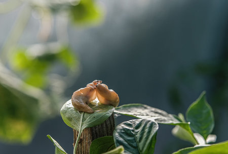 Arion vulgaris on a leaf in the garden, Snail infestation in the vegetable patch. Close up. Copy...