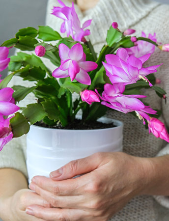 Women's hands holding a Christmas flower. Pink christmas Cactus Schlumbergera Truncata. Vertical crop. Close up.の写真素材