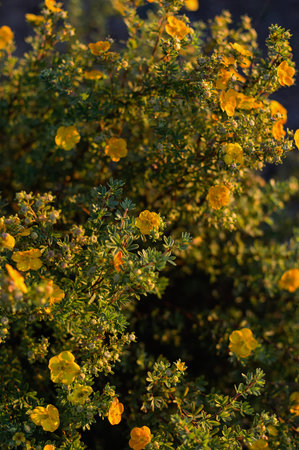 Yellow flowers of dasiphora shrub, dasiphora fruticosa or kuril tea shrubby. Vertical crop. Closeup.