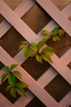 A vine climbs up a wooden trellis.の写真素材