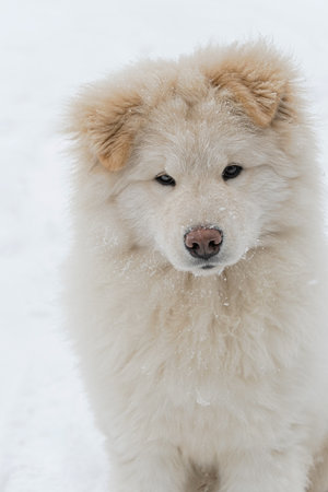 Closeup portrait of a Samoyed dog. Vertical crop. Biscuit colored wool.の写真素材