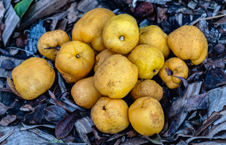 Seasonal autumn quince crop with vitamin C and sour taste.の写真素材