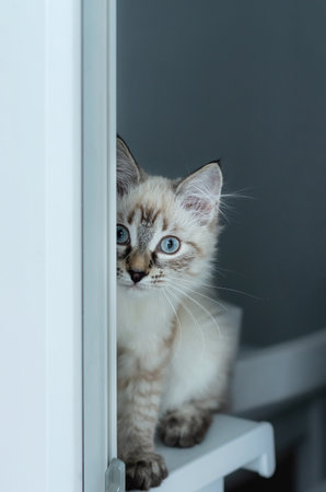 Fluffy siberian cat with blue eyes. Neva masquerade.の写真素材